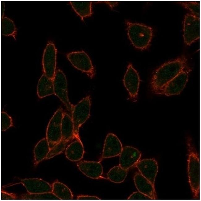 ZC3H7A (Transcription Factor) Antibody in Immunocytochemistry (ICC/IF)