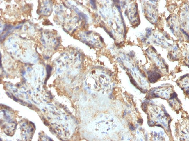 Galectin-13 (GAL13)/Placental Protein 13 (PP13) Antibody in Immunohistochemistry (Paraffin) (IHC (P))