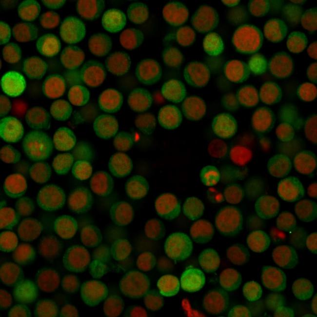 PD-L1/PDCD1LG1/CD274/B7-H1 (Cancer Immunotherapy Target) Antibody in Immunocytochemistry (ICC/IF)