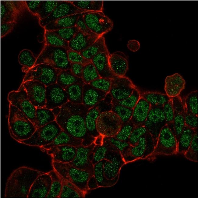 MSH6 (DNA Mismatch Repair Protein) Antibody in Immunocytochemistry (ICC/IF)