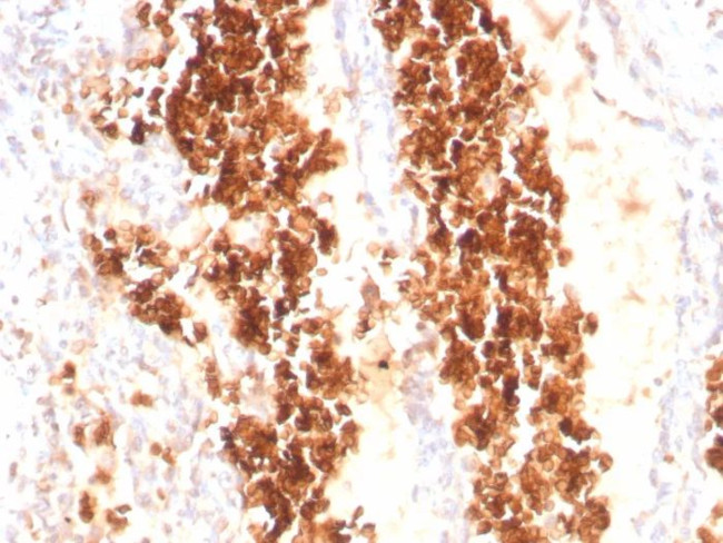 Glycophorin A/CD235a (Erythrocyte Marker) Antibody in Immunohistochemistry (Paraffin) (IHC (P))