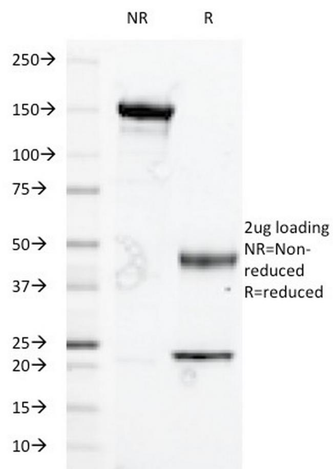 Glycophorin A/CD235a (Erythrocyte Marker) Antibody in SDS-PAGE (SDS-PAGE)