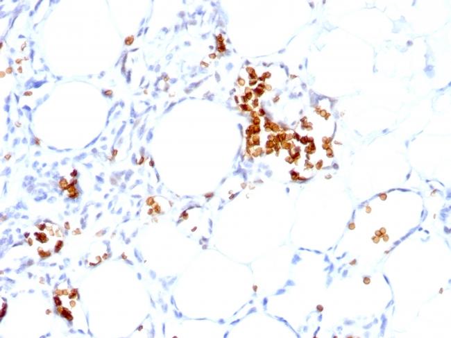 Glycophorin A/CD235a Antibody in Immunohistochemistry (Paraffin) (IHC (P))