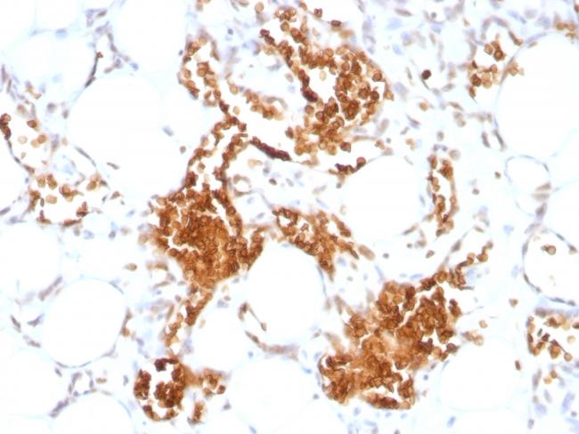 Glycophorin A/CD235a (Erythrocyte Marker) Antibody in Immunohistochemistry (Paraffin) (IHC (P))