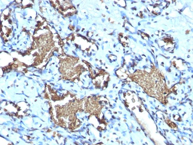 Glycophorin A/CD235a Antibody in Immunohistochemistry (Paraffin) (IHC (P))