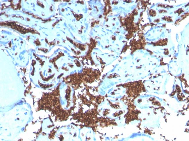 Glycophorin A/CD235a (Erythrocyte Marker) Antibody in Immunohistochemistry (Paraffin) (IHC (P))