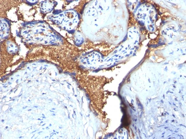 Glycophorin A/CD235a (Erythrocyte Marker) Antibody in Immunohistochemistry (Paraffin) (IHC (P))