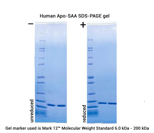 Human Apo-SAA Protein in Functional Assay (Functional)