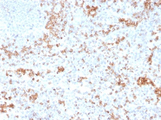 Granzyme B Antibody in Immunohistochemistry (Paraffin) (IHC (P))