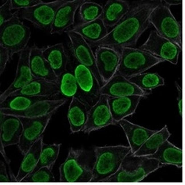 Histone H1 (Pan Nuclear Marker) Antibody in Immunocytochemistry (ICC/IF)