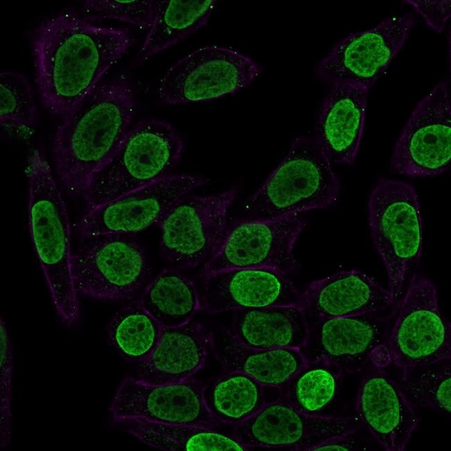 Histone H1 (Pan Nuclear Marker) Antibody in Immunocytochemistry (ICC/IF)