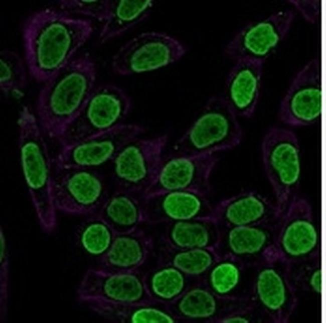 Histone H1 (Pan Nuclear Marker) Antibody in Immunocytochemistry (ICC/IF)