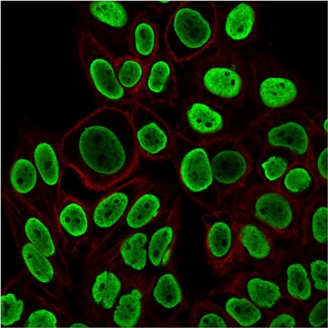 Histone H1 Antibody in Immunocytochemistry (ICC/IF)