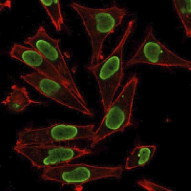 Histone H1 (Pan Nuclear Marker) Antibody in Immunocytochemistry (ICC/IF)