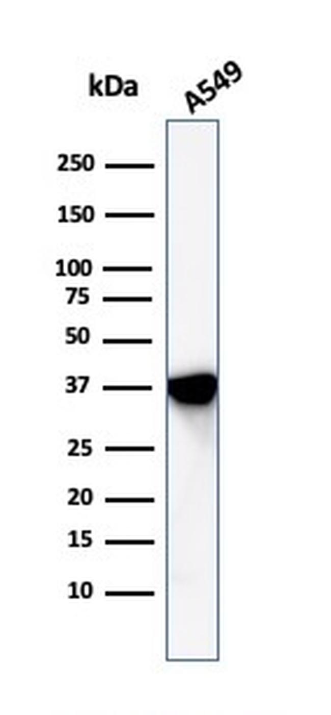 Annexin A1 Antibody in Western Blot (WB)