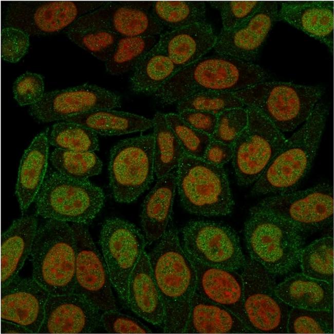 Annexin A1 Antibody in Immunocytochemistry (ICC/IF)