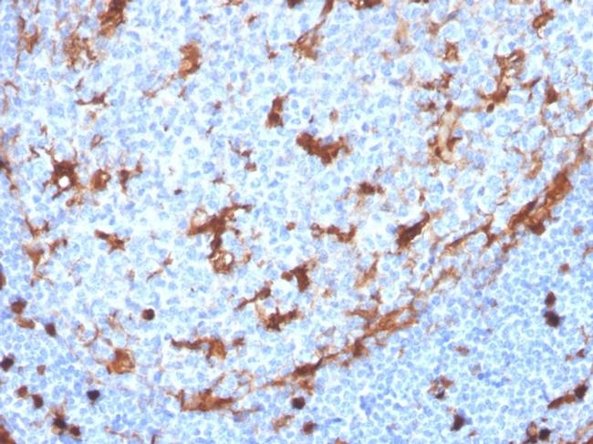 Annexin A1 Antibody in Immunohistochemistry (Paraffin) (IHC (P))