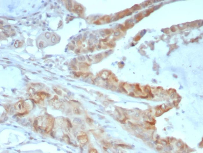 Annexin A2 Antibody in Immunohistochemistry (Paraffin) (IHC (P))