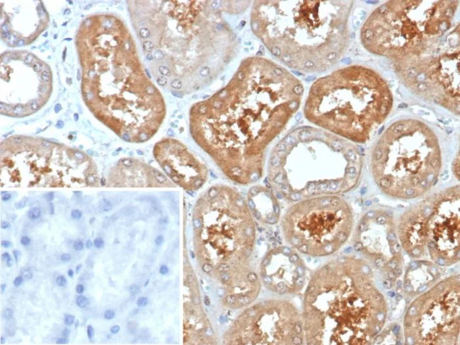 KCNIP2/KCHIP2 Antibody in Immunohistochemistry (Paraffin) (IHC (P))