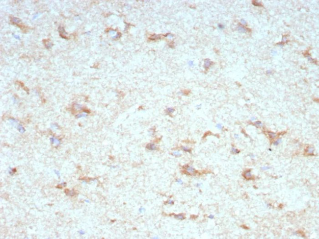 KCNIP2/KCHIP2 Antibody in Immunohistochemistry (Paraffin) (IHC (P))