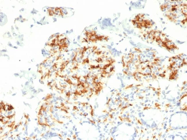 CD209/DC-SIGN (Pathogen Receptor on Dendritic Cells) Antibody in Immunohistochemistry (Paraffin) (IHC (P))