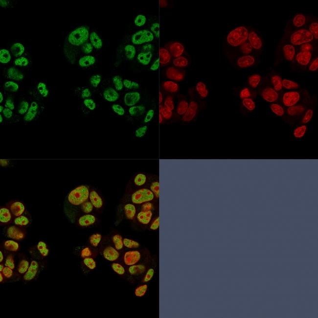 Heregulin-1/Neuregulin-1 Antibody in Immunocytochemistry (ICC/IF)