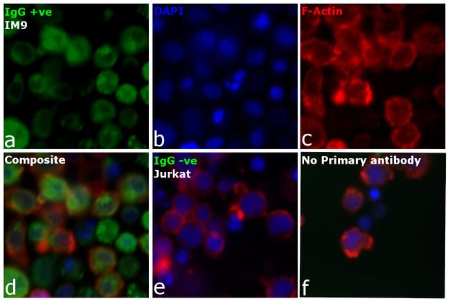 Human IgG, IgM, IgA (H+L) Secondary Antibody in Immunocytochemistry (ICC/IF)