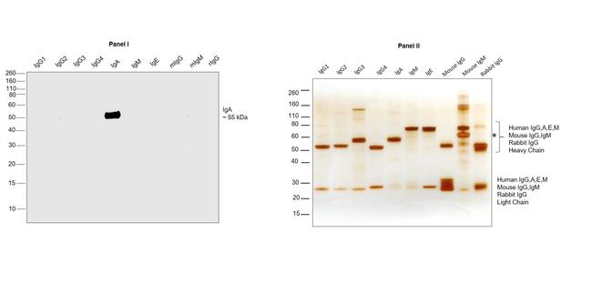 Human IgA (Heavy chain) Secondary Antibody in Western Blot (WB)