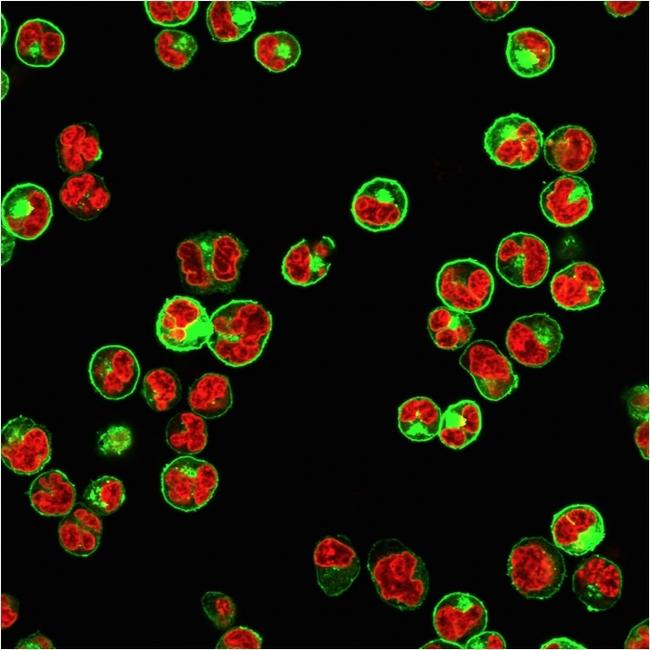 HLA-DP/-DQ/-DR (MHC II) Antibody in Immunocytochemistry (ICC/IF)