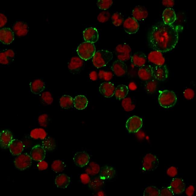 HLA-DP (MHC II) Antibody in Immunocytochemistry (ICC/IF)