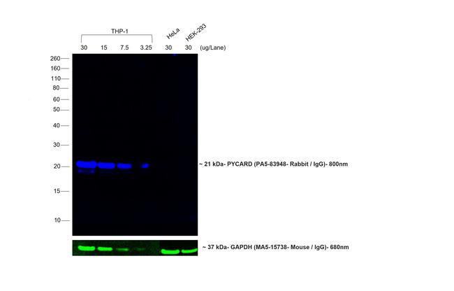 Rabbit IgG Fc Secondary Antibody in Western Blot (WB)