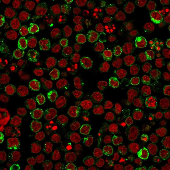 HLA-DRB (MHC II) Antibody in Immunocytochemistry (ICC/IF)