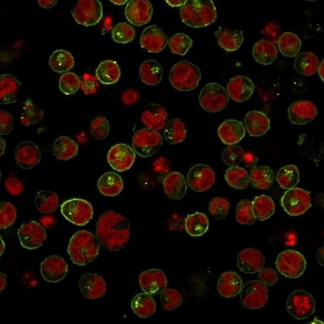 HLA-DRB (MHC II) Antibody in Immunocytochemistry (ICC/IF)