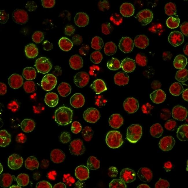 HLA-DRB (MHC II) Antibody in Immunocytochemistry (ICC/IF)