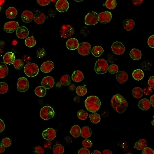 HLA-DRB (MHC II) Antibody in Immunocytochemistry (ICC/IF)