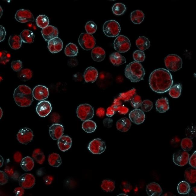 HLA-DRB (MHC II) Antibody in Immunocytochemistry (ICC/IF)