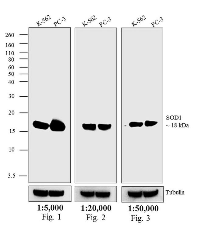 Mouse IgG (H+L) Secondary Antibody in Western Blot (WB)