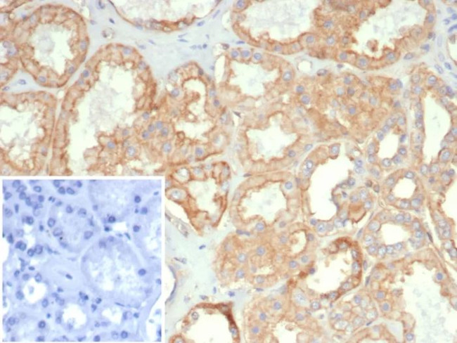 HLA-G (Major Histocompatibility Complex, class I, G) Antibody in Immunohistochemistry (Paraffin) (IHC (P))