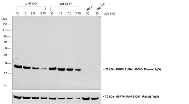 Mouse IgG (H+L) Secondary Antibody in Western Blot (WB)