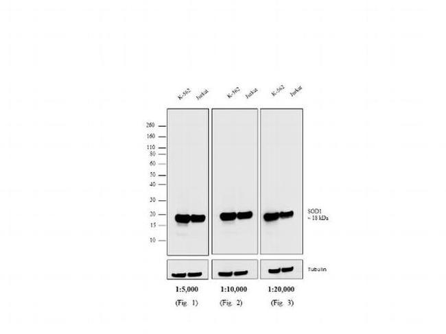 Mouse IgG, IgM (H+L) Cross-Adsorbed Secondary Antibody in Western Blot (WB)