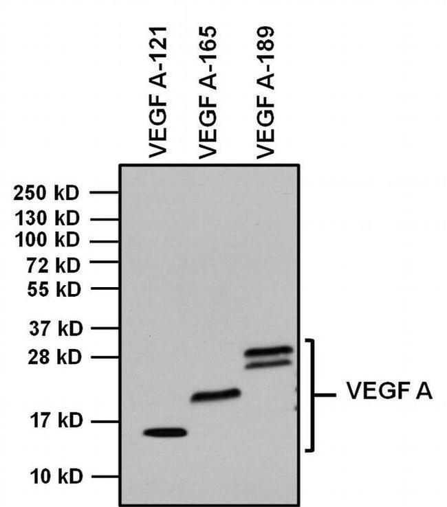 Rabbit IgG (H+L) Secondary Antibody in Western Blot (WB)