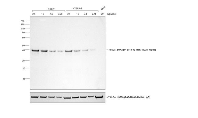 Rat IgG (H+L) Secondary Antibody in Western Blot (WB)