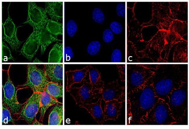 Mouse IgG Fc Secondary Antibody in Immunocytochemistry (ICC/IF)