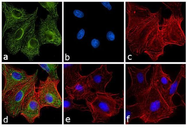 Rat IgG Fc Secondary Antibody in Immunocytochemistry (ICC/IF)