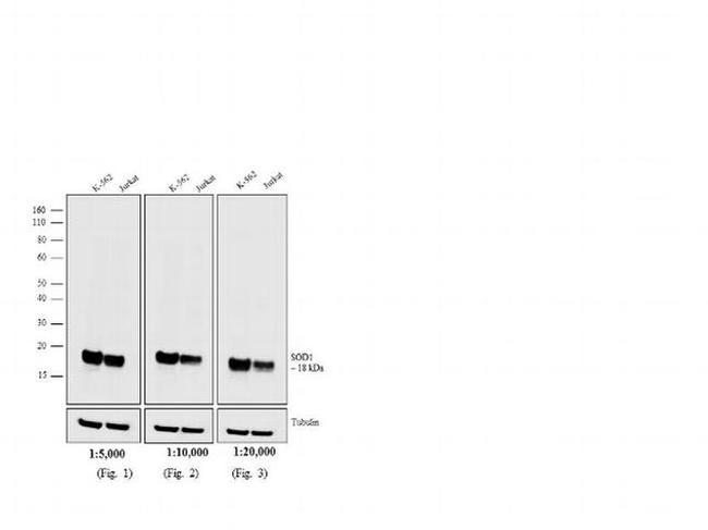 Mouse IgG (H+L) Secondary Antibody in Western Blot (WB)