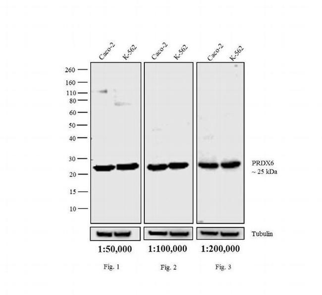 Rabbit IgG (H+L) Cross-Adsorbed Secondary Antibody in Western Blot (WB)