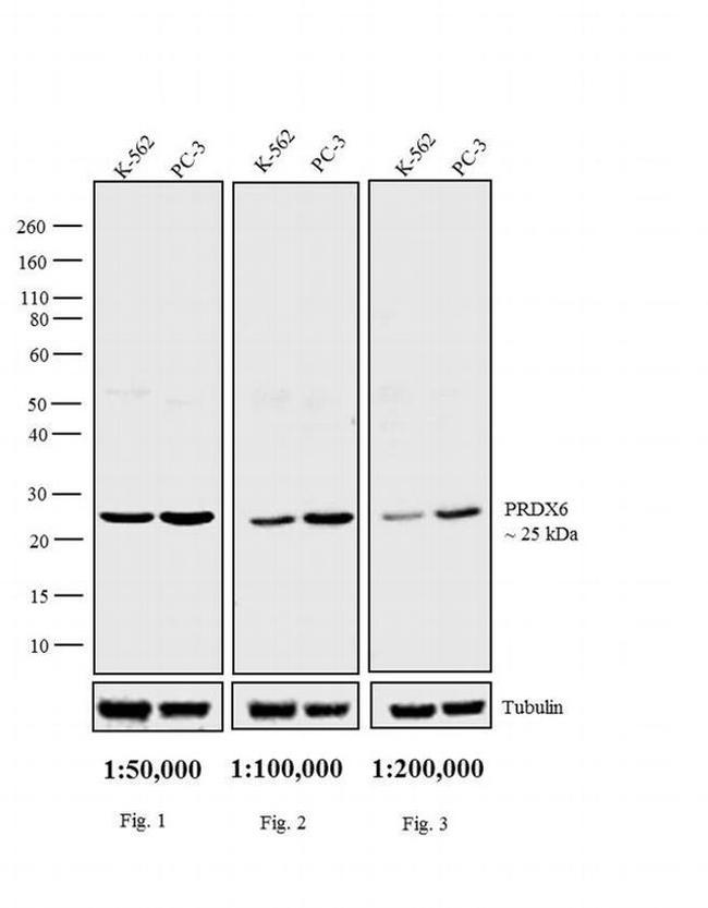 Rabbit IgG F(ab')2 Secondary Antibody in Western Blot (WB)