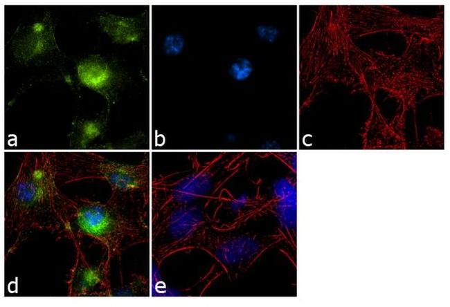 GluR2 Antibody in Immunocytochemistry (ICC/IF)