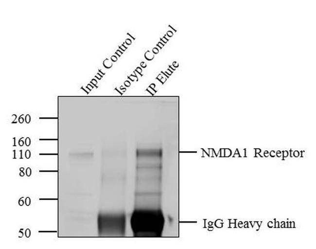 NMDAR1 Antibody in Immunoprecipitation (IP)