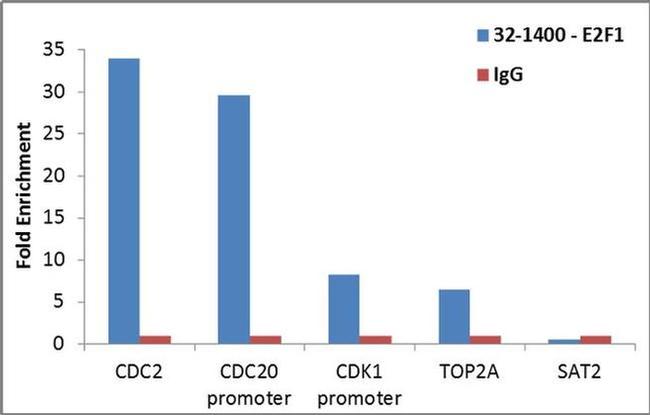 E2F1 Antibody in ChIP Assay (ChIP)